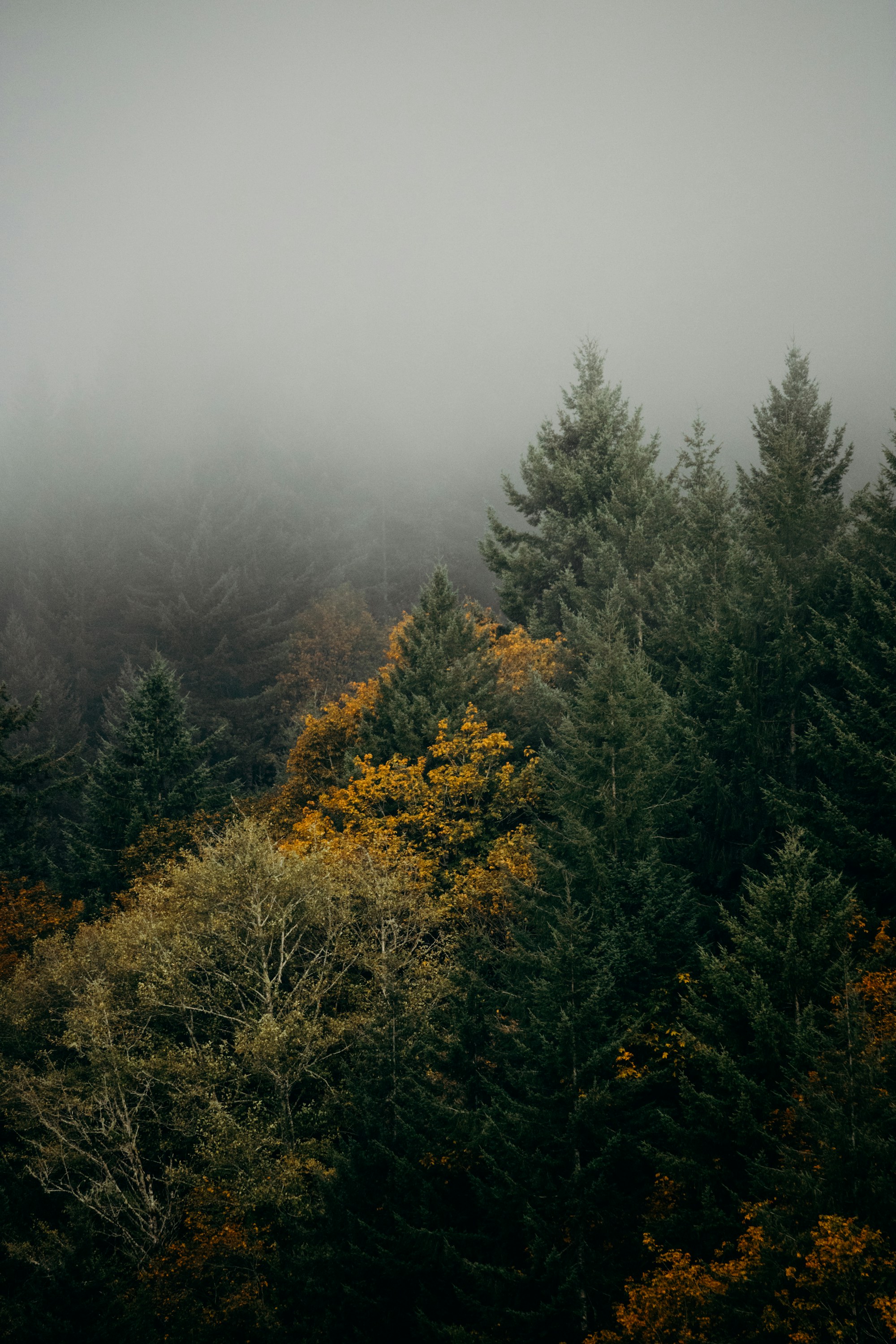 Forêt de conifères dans la brume